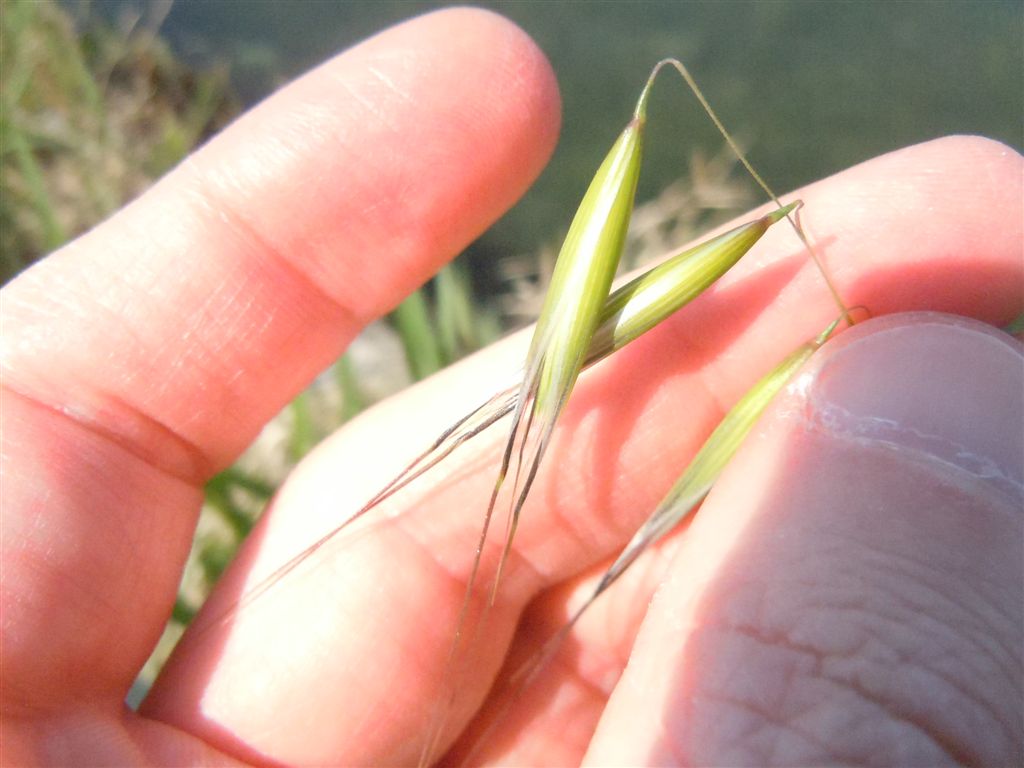Pianta da Miseno - Avena barbata